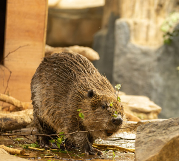 どうしてビーバーなのか？